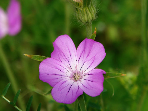 Foto floare violet (c) eMaramures